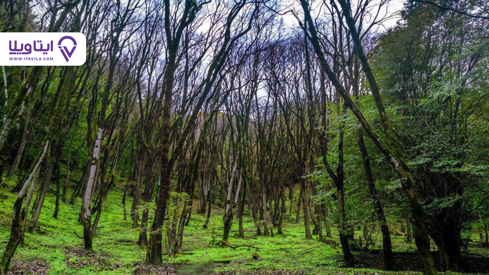 جنگل نقله بر رستم آباد در استان گیلان