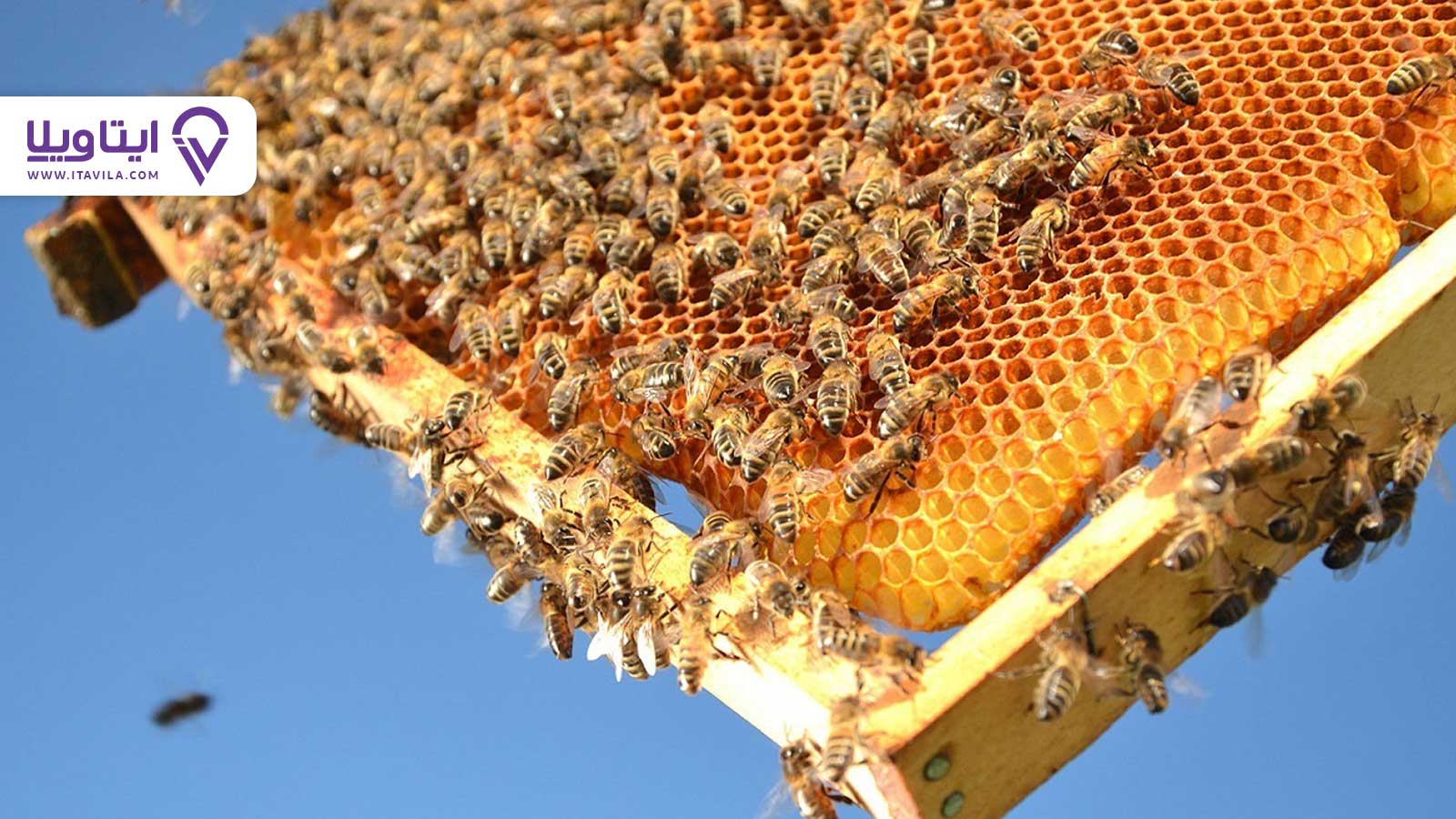 شهر تالش را بیشتر بشناسید + معرفی ، تصاویر و نقشه