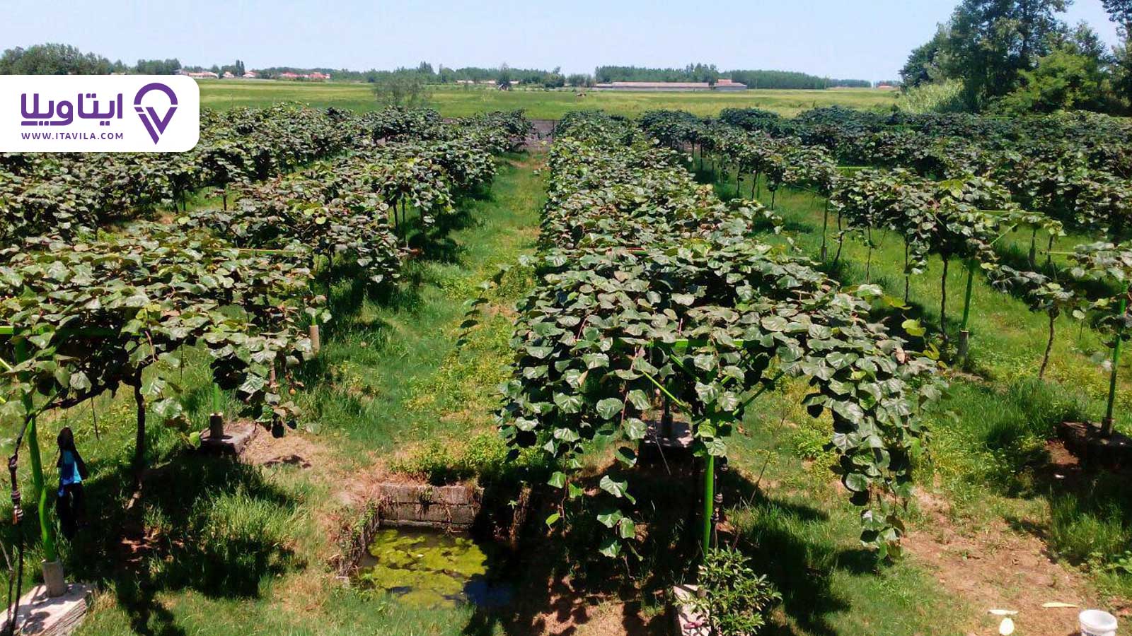 شهر تالش را بیشتر بشناسید + معرفی ، تصاویر و نقشه