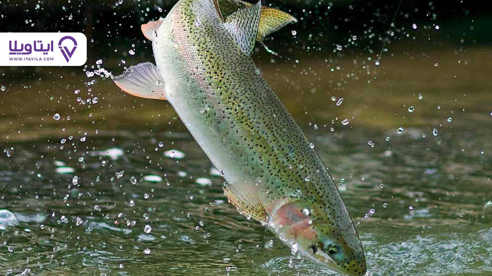 شهر تالش را بیشتر بشناسید + معرفی ، تصاویر و نقشه