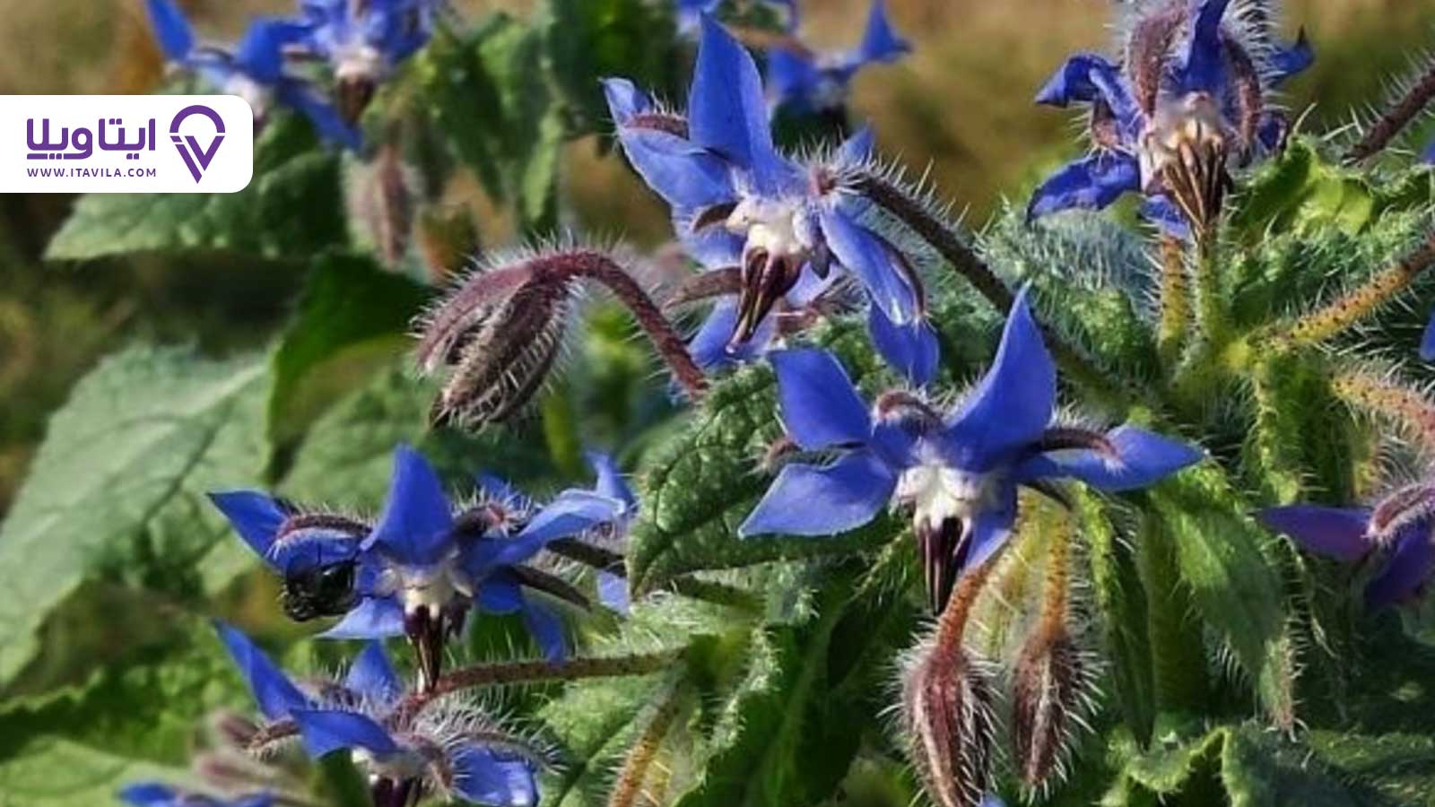 شهر املش را بیشتر بشناسید + معرفی ، تصاویر و نقشه