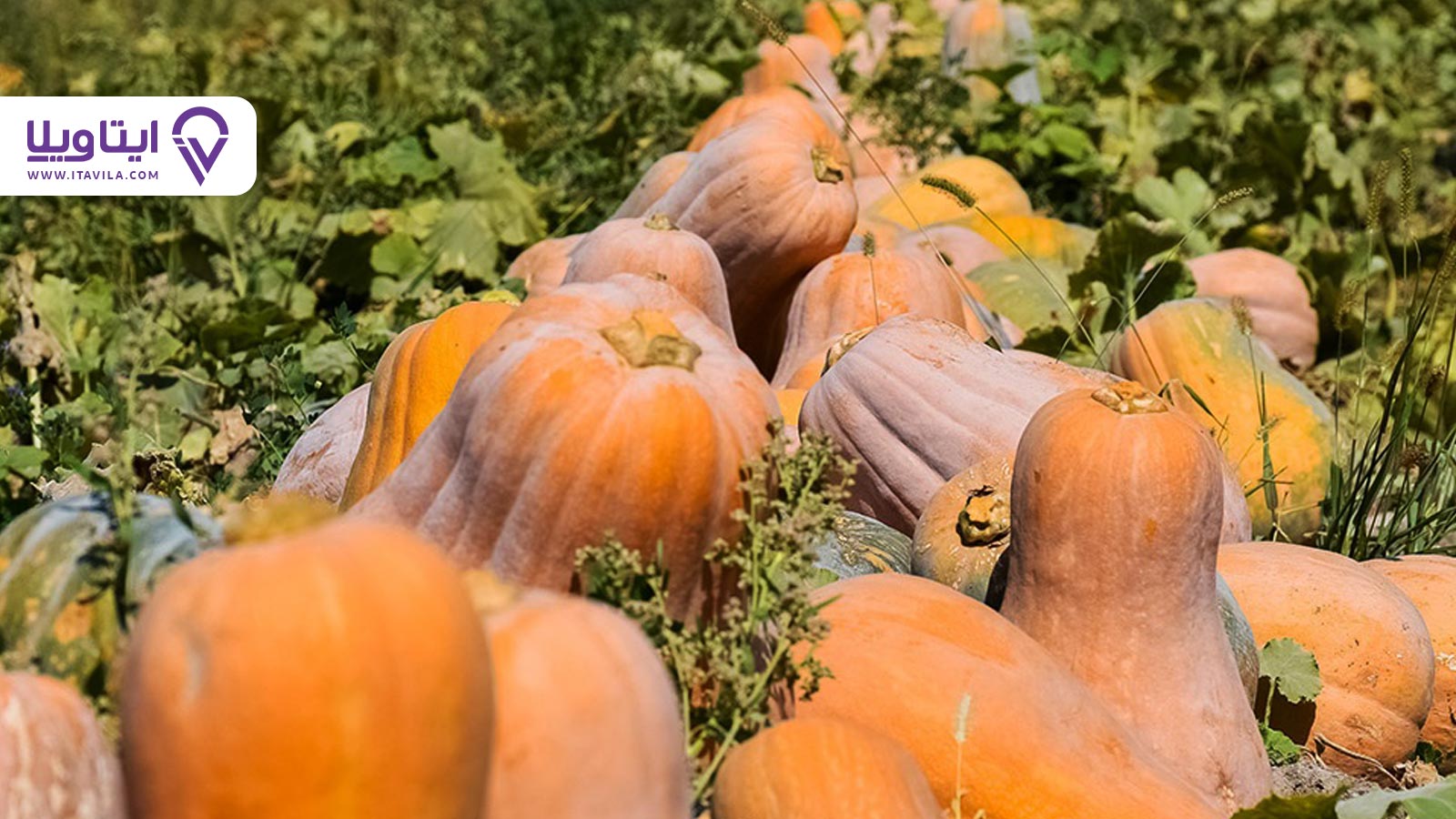 شهر آستانه اشرفیه را بیشتر بشناسید + معرفی ، تصاویر و نقشه