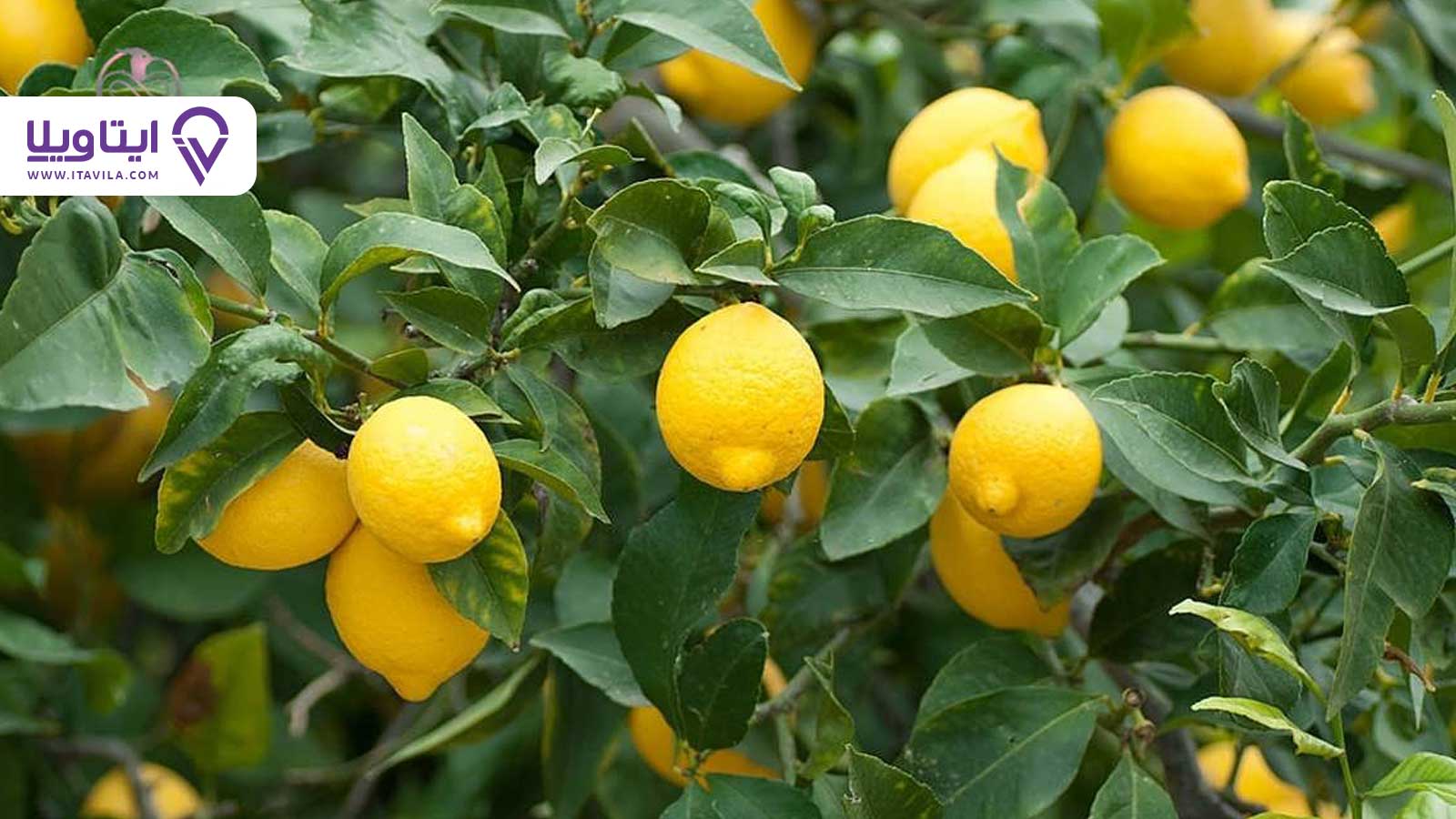 شهر املش را بیشتر بشناسید + معرفی ، تصاویر و نقشه