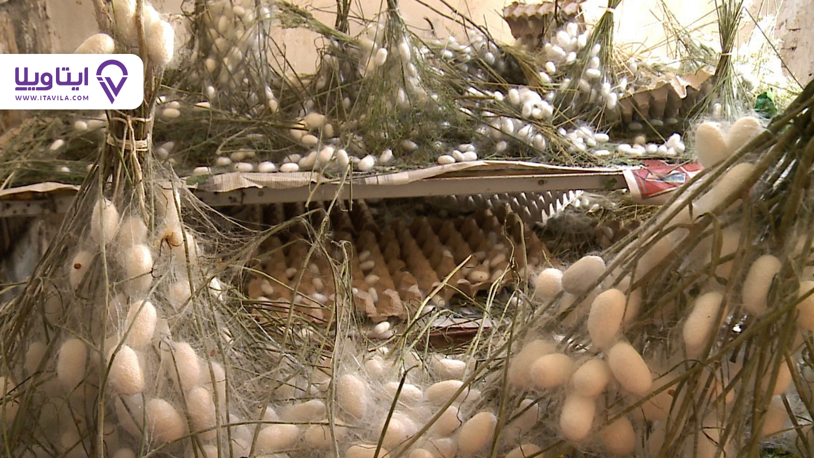 شهر لاهیجان را بیشتر بشناسید + معرفی ، تصاویر و نقشه