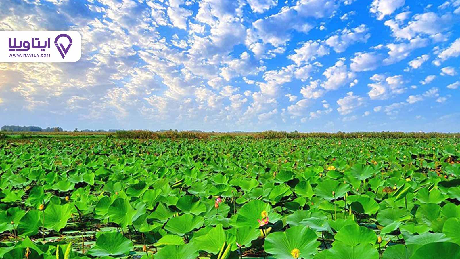 بندر انزلی گیلان کجاست؟ + معرفی ، تصاویر و نقشه