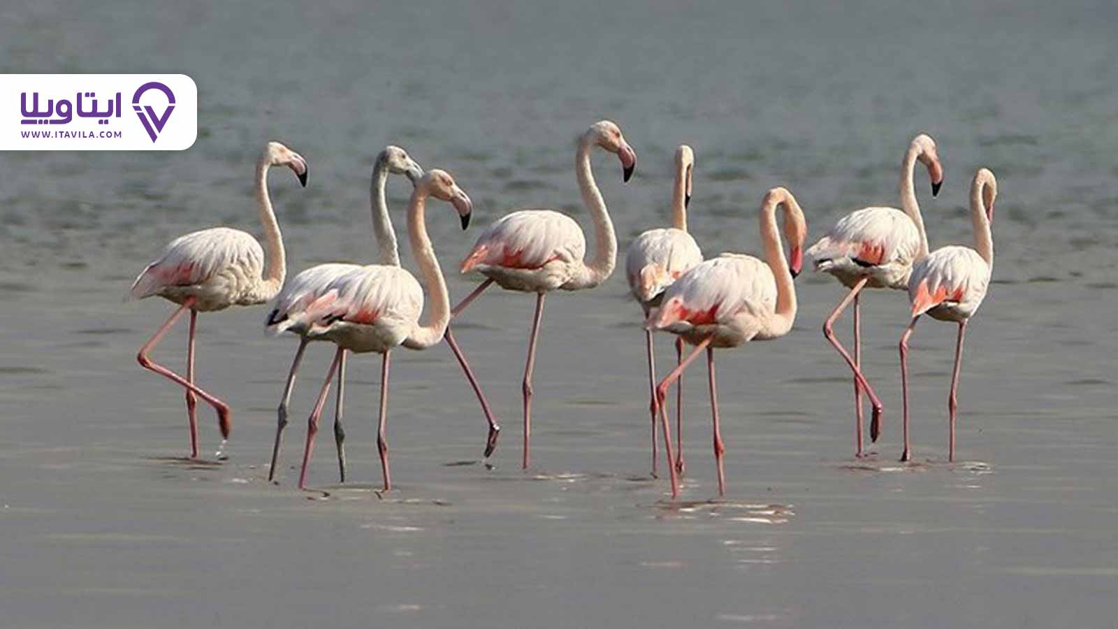 بندر انزلی گیلان کجاست؟ + معرفی ، تصاویر و نقشه